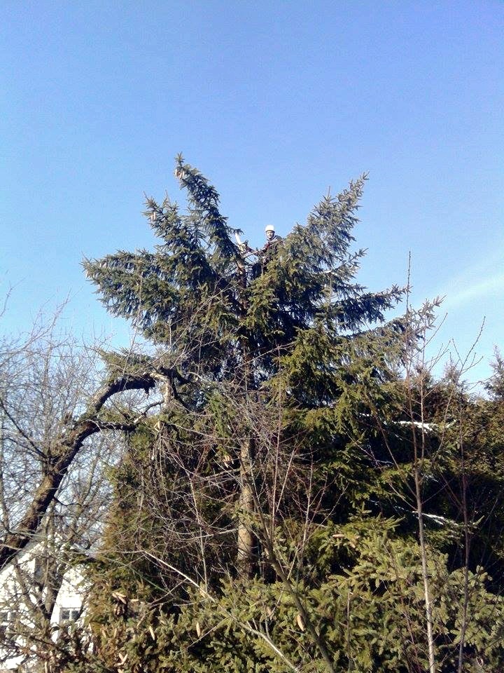 Przycinanie świerków w Pewli Wielkiej